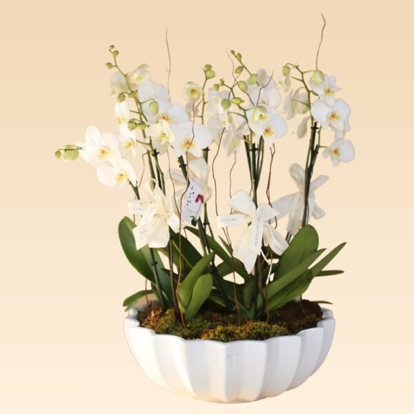 Base Trinitate con 10 varas de Orquídeas Estrella