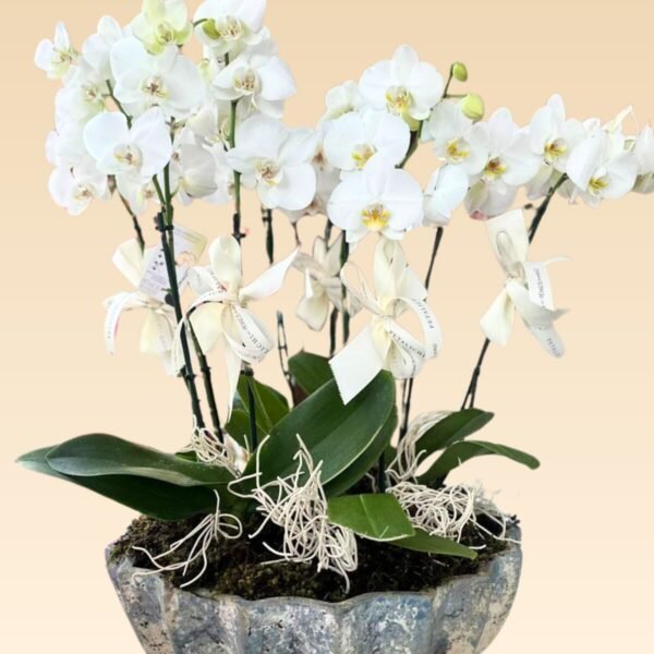 Base Trinitate con 10 varas de Orquídeas Estrella - Image 3