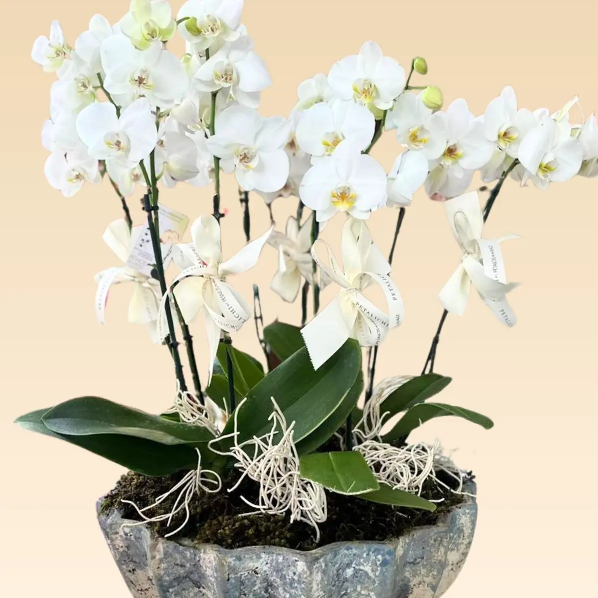 Base Trinitate con 10 varas de Orquídeas Estrella - Image 3