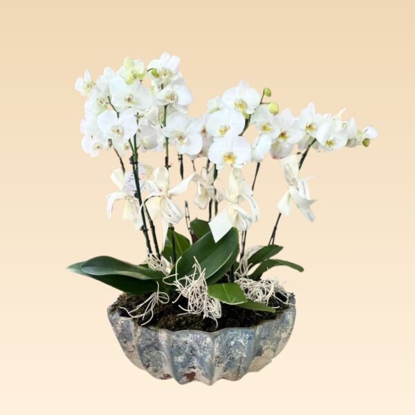 Base Trinitate con 10 varas de Orquídeas Estrella - Image 4