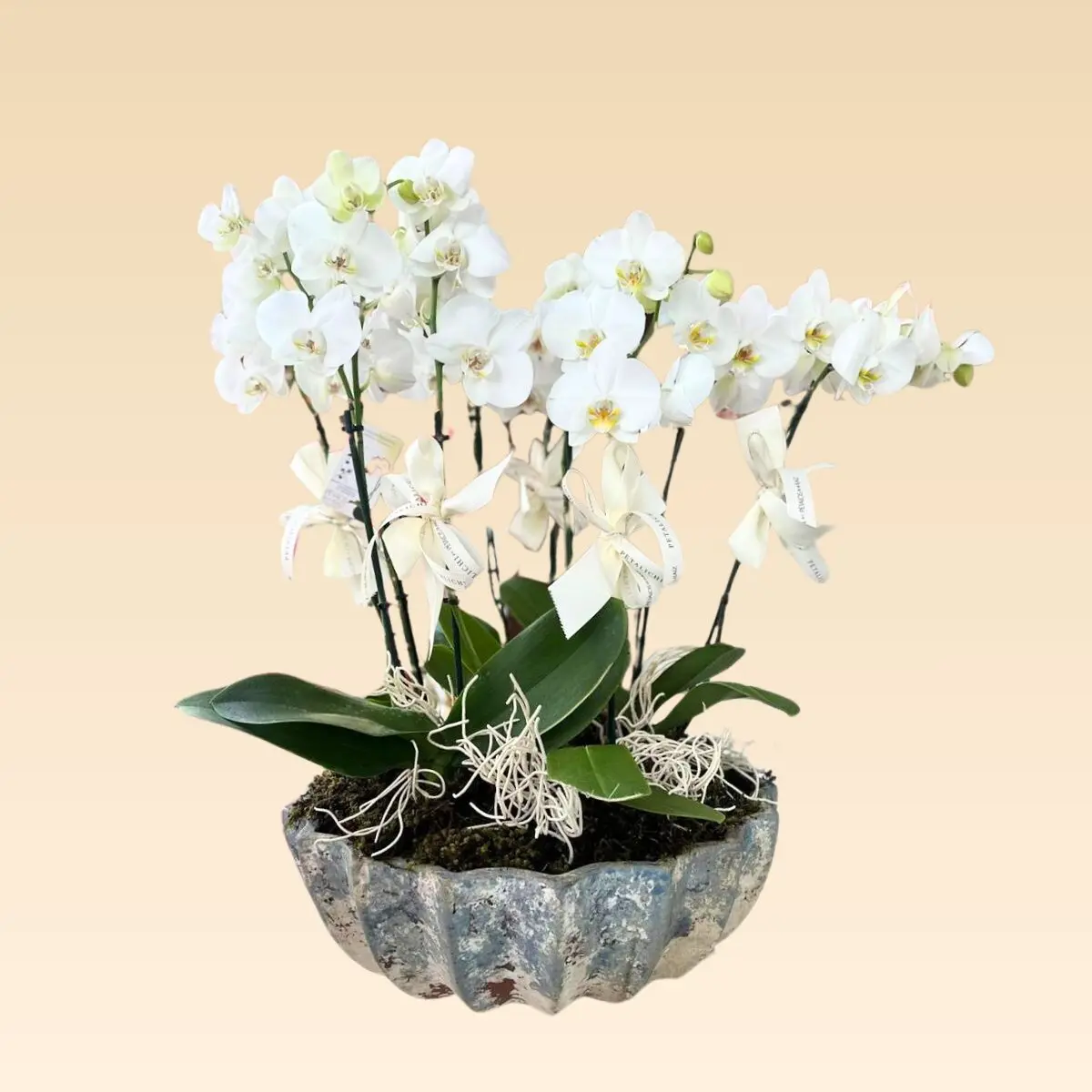 Base Trinitate con 10 varas de Orquídeas Estrella - Image 4