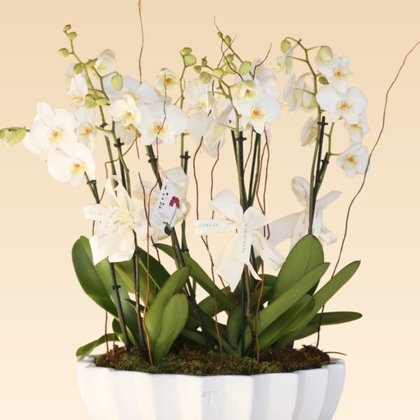 Base Trinitate con 10 varas de Orquídeas Estrella - Image 2