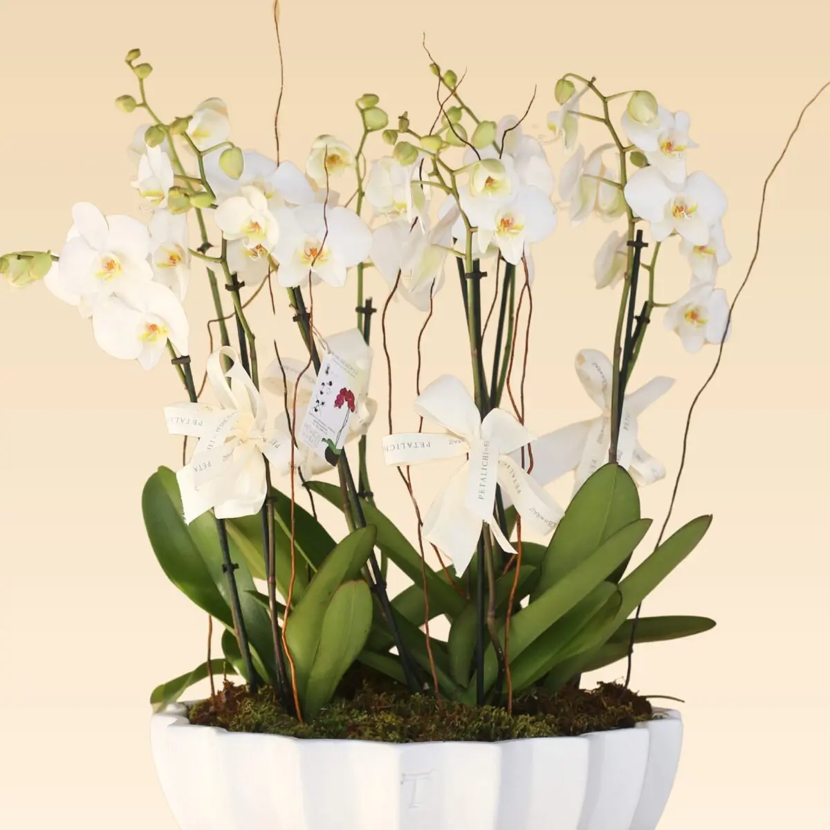 Base Trinitate con 10 varas de Orquídeas Estrella - Image 2