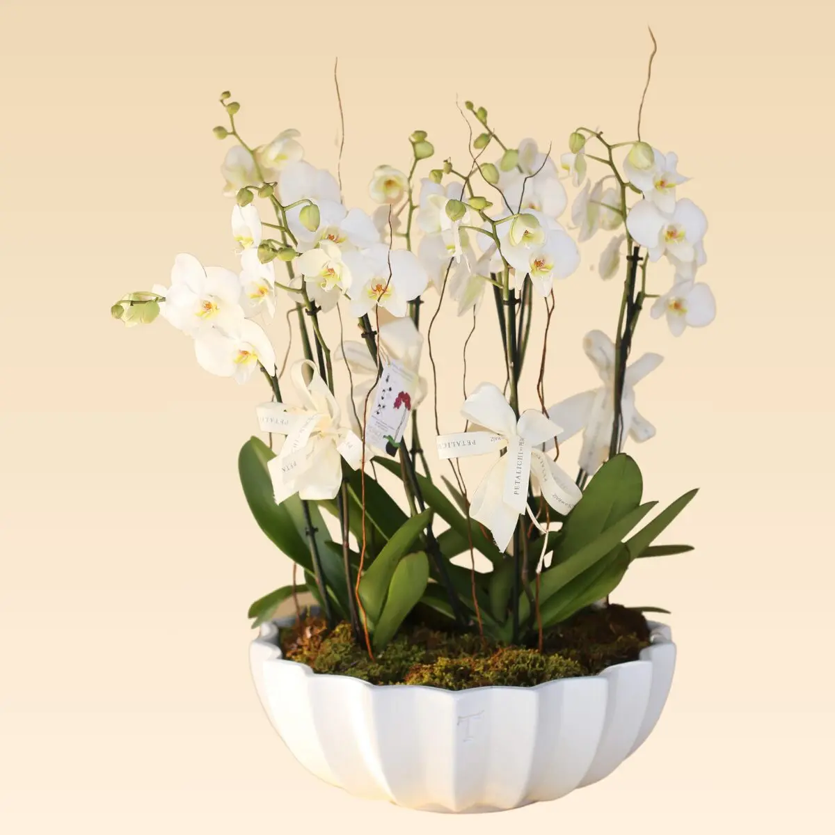 Base Trinitate con 10 varas de Orquídeas Estrella