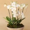 Orquídea Luisa