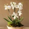 Orquídea Luisa - Image 2