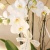 Orquídea Luisa - Image 3