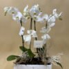 Orquídea Rectangular