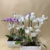 Orquídea Rectangular - Image 2