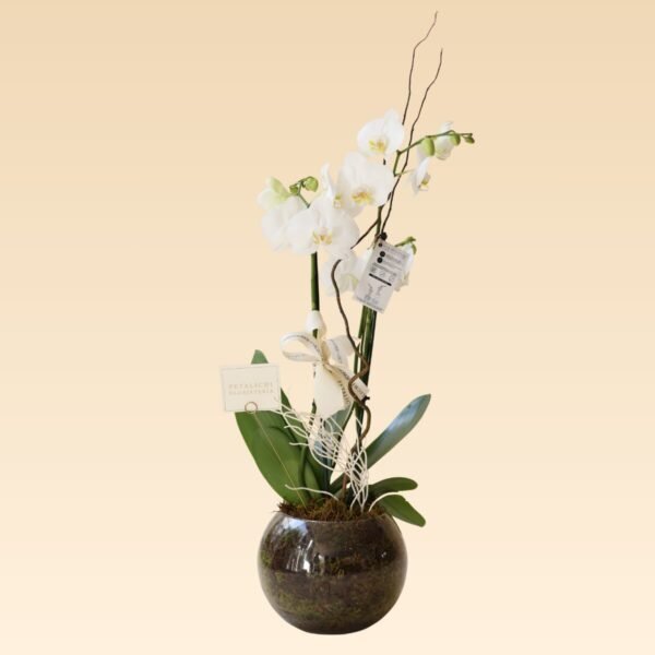 Bowl con 2 varas de Orquídeas blancas Alicia