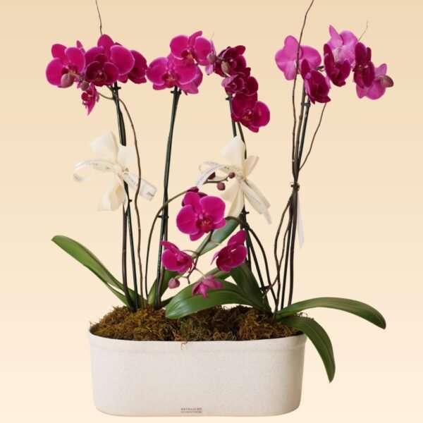 Base Trinitate con 4 varas de Orquídeas Rosas Anna