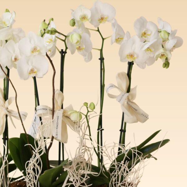 Base Trinitate con 6 varas de Orquídeas Carolina - Image 3