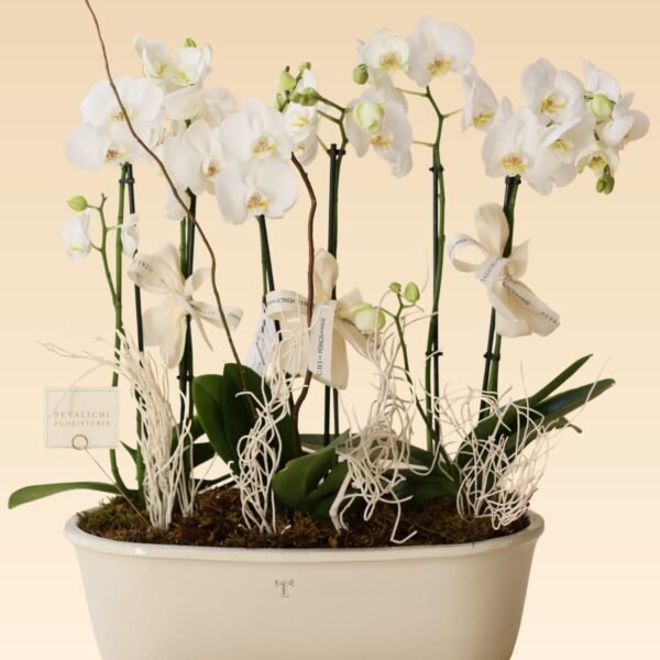 Base Trinitate con 6 varas de Orquídeas Carolina