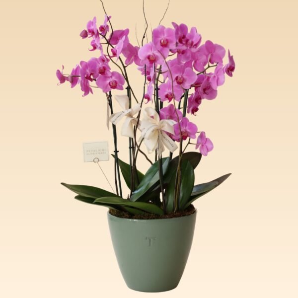 Base Trinitate con 6 varas de Orquídeas Daniela