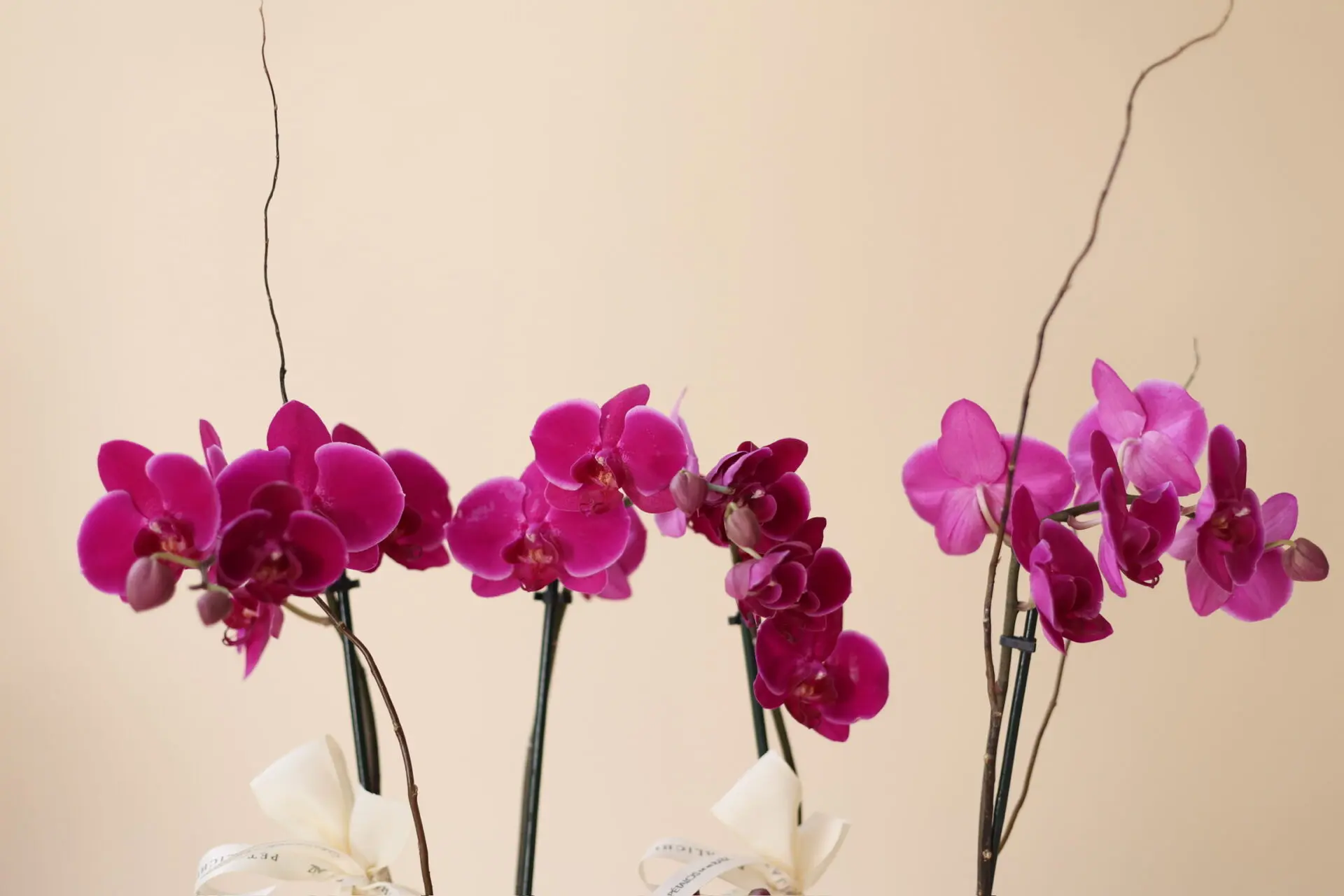 Base Trinitate con 4 varas de Orquídeas Rosas Anna - Image 3