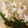 Orquídea Carolina - Image 3