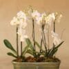 Orquídea Carolina - Image 4