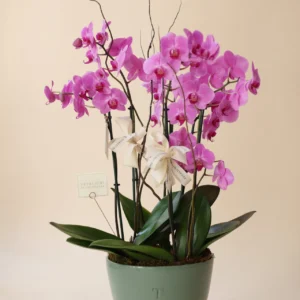 ORQUIDEA DE 6 VARAS DANIELA