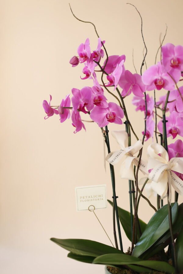 ORQUIDEA DE 6 VARAS DANIELA - Image 3