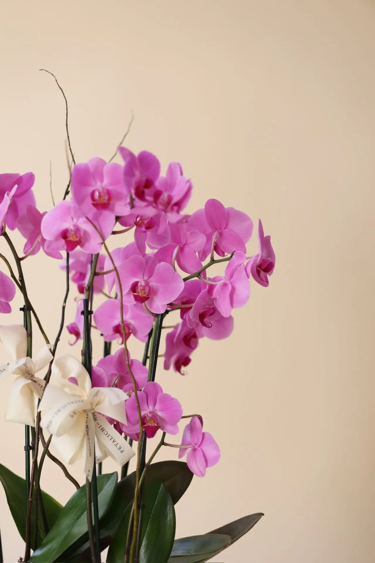 Base Trinitate con 6 varas de Orquídeas Daniela - Image 3