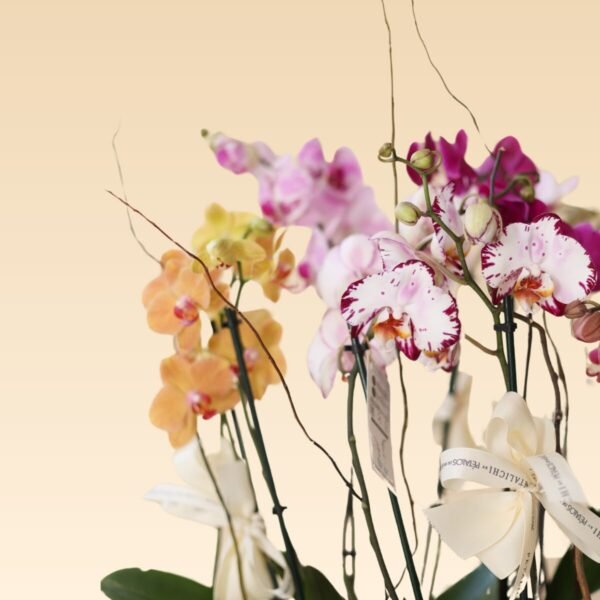 Orquídea de 10 varas coloridas Paulina - Image 2