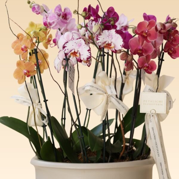 Orquídea de 10 varas coloridas Paulina - Image 3