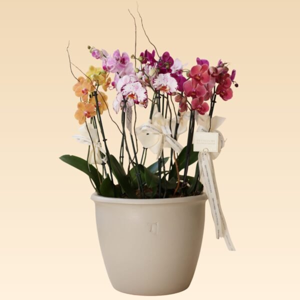 Orquídea de 10 varas coloridas Paulina