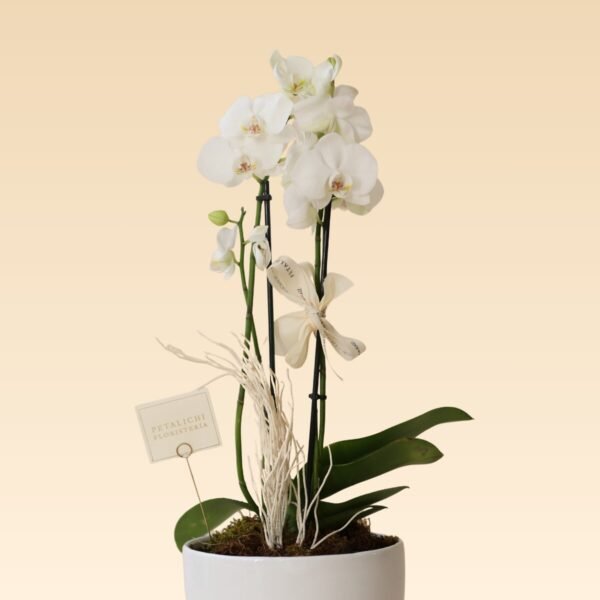 Orquídea de 2 varas Dora Blanca - Image 2
