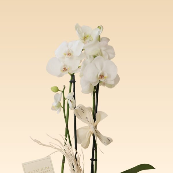 Orquídea de 2 varas Dora Blanca - Image 3