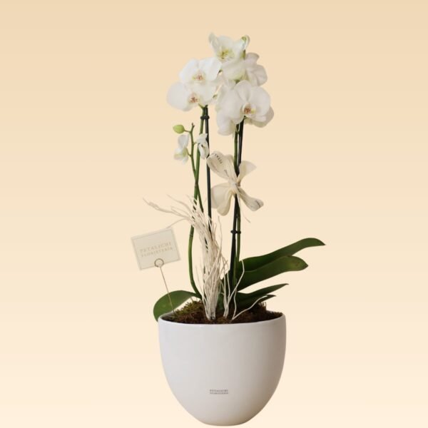 Orquídea de 2 varas Dora Blanca