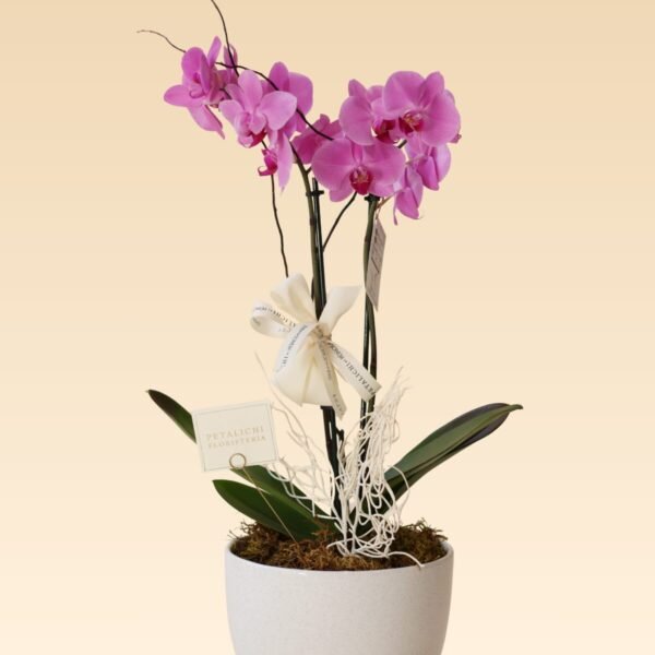 Orquídea de 2 varas Dora Rosa - Image 2