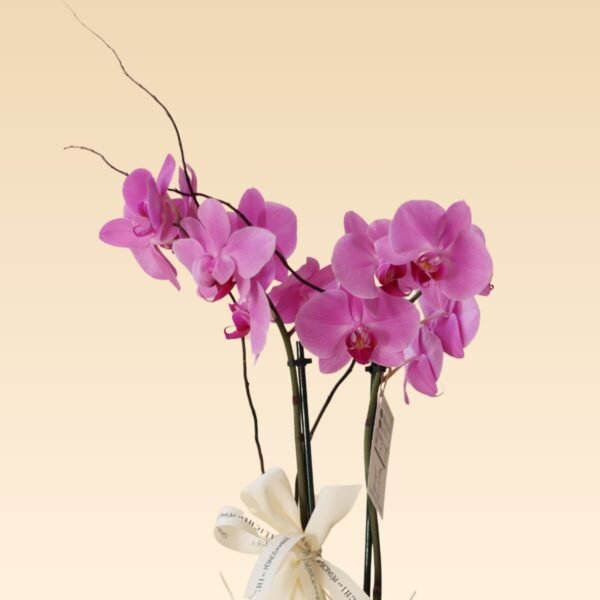 Orquídea de 2 varas Dora Rosa - Image 3