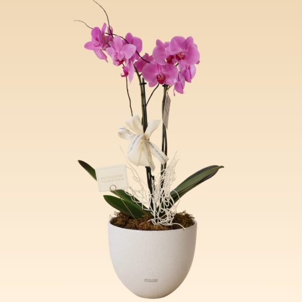 Orquídea de 2 varas Dora Rosa