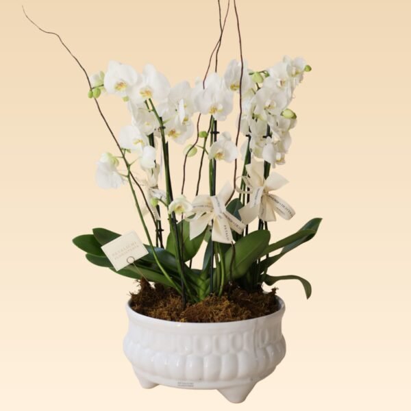 Orquídea de 6 varas Karla