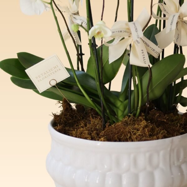 Orquídea de 6 varas Karla - Image 2