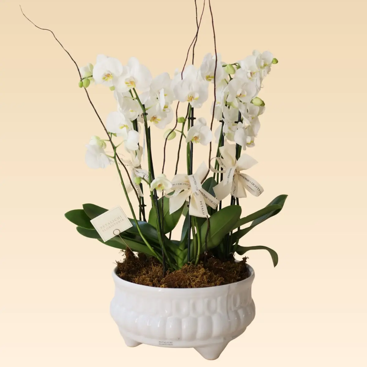 Orquídea de 6 varas Karla
