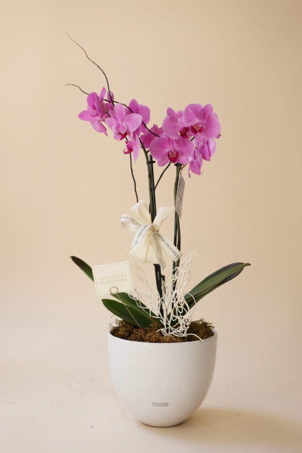 Orquidea de 2 varas Dora
