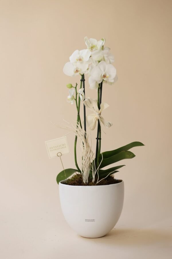 Orquídea de 2 varas Dora - Image 3
