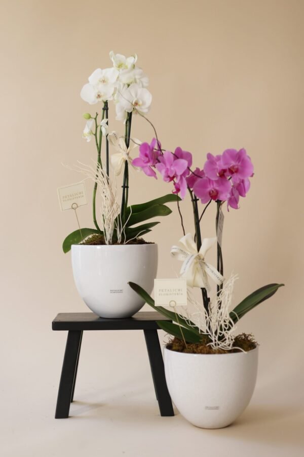 Orquídea de 2 varas Dora