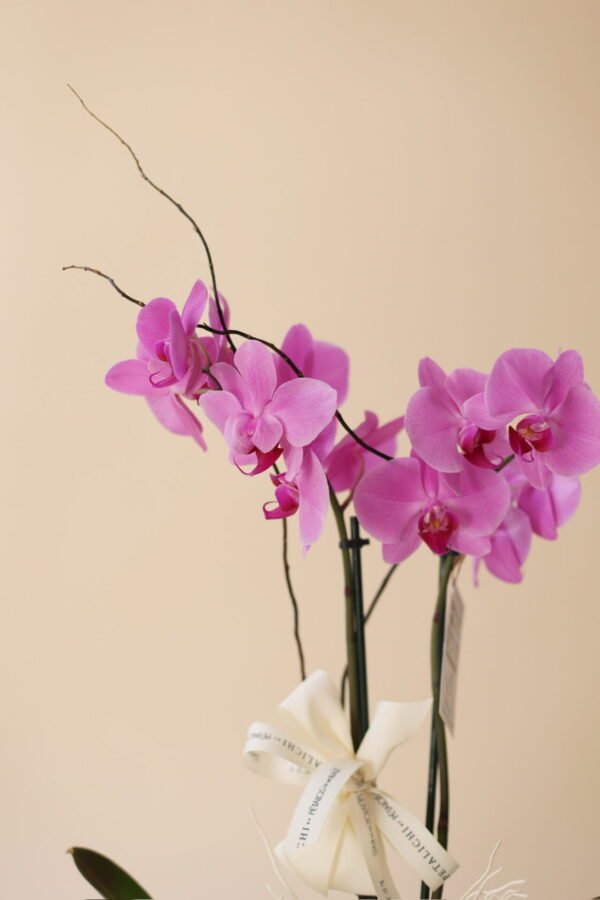 Orquídea de 2 varas Dora - Image 5