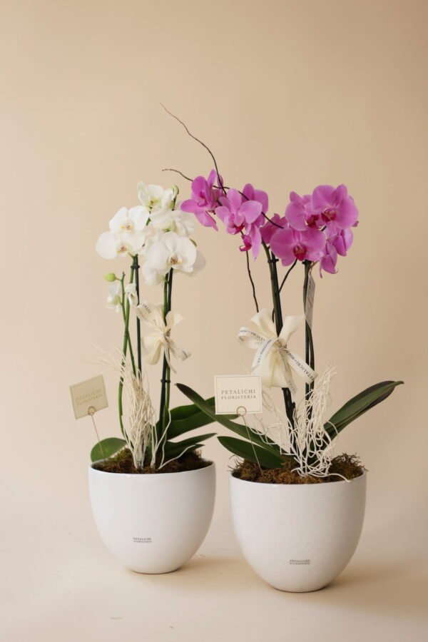Orquídea de 2 varas Dora - Image 6