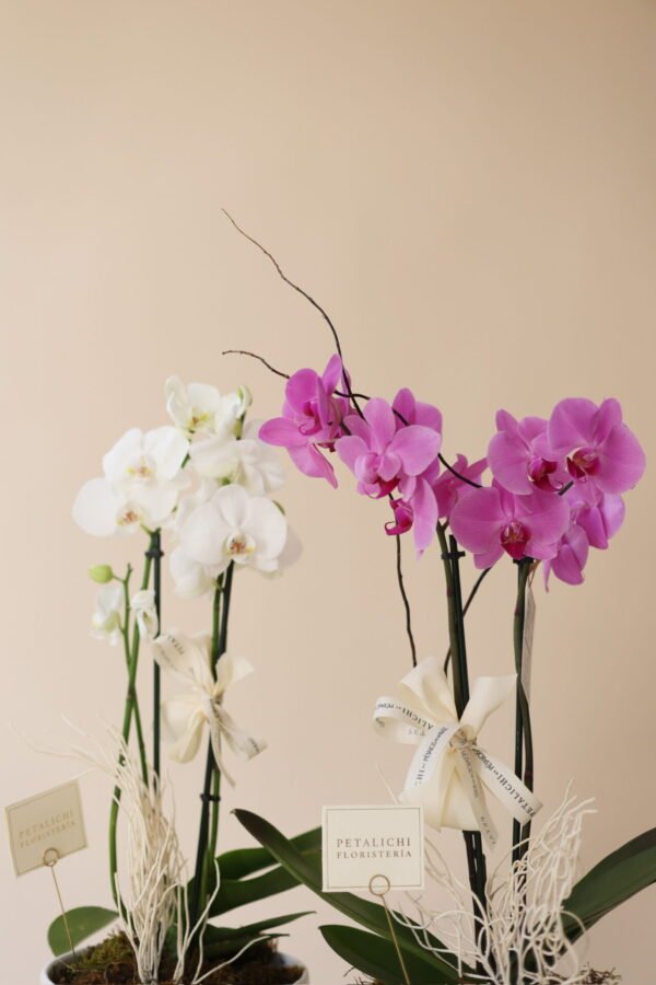 Orquídea de 2 varas Dora - Image 7