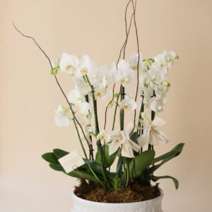 ORQUIDEA DE 6 VARAS KARLA