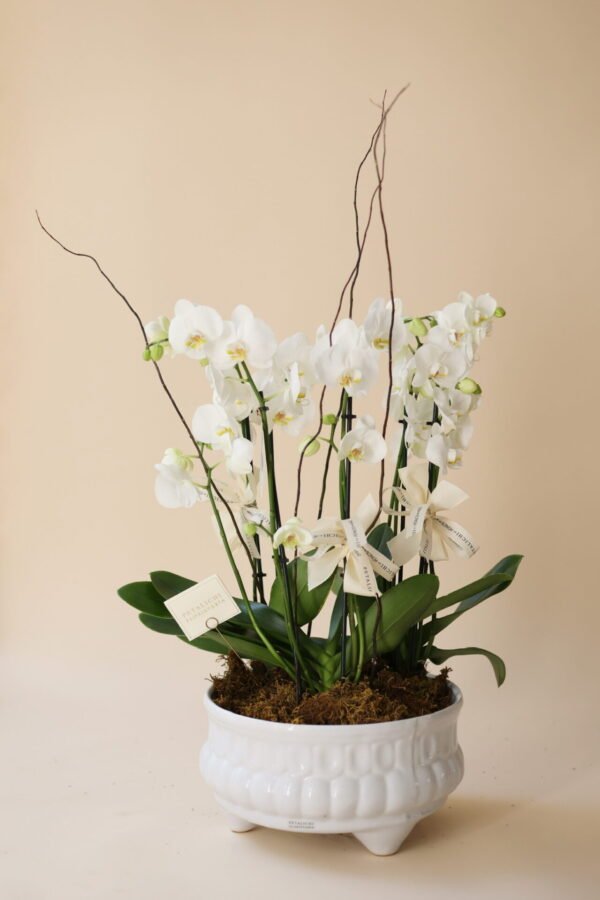 ORQUIDEA DE 6 VARAS KARLA