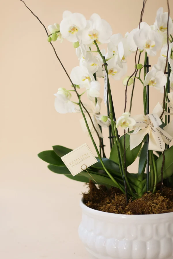 ORQUIDEA DE 6 VARAS KARLA - Image 3