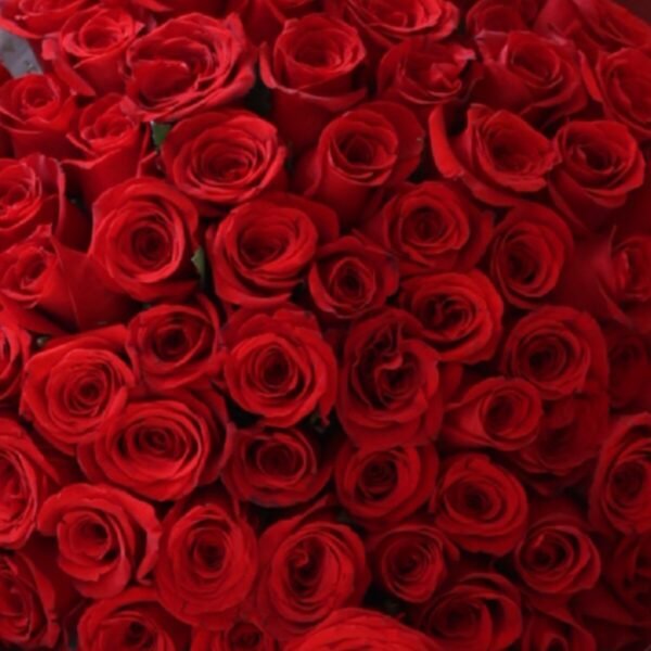 Ramo de 200 Rosas Inés - Image 2