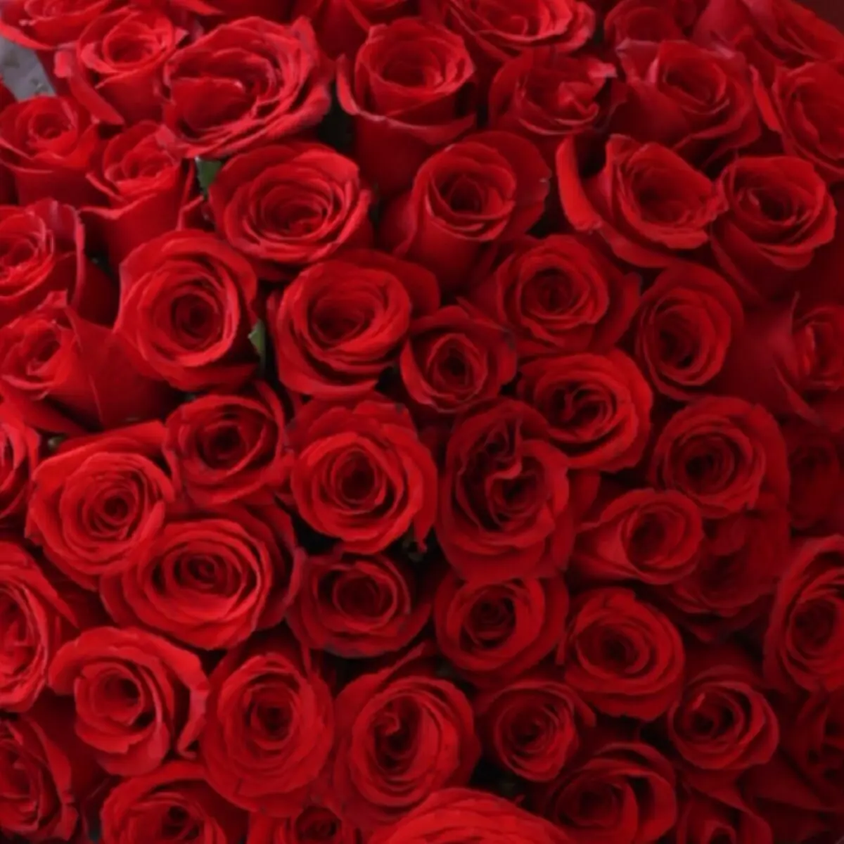 Ramo de 100 Rosas Inés - Image 2