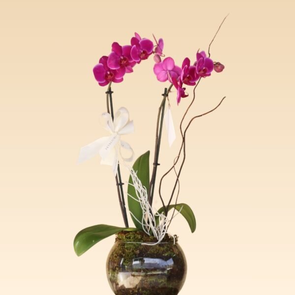 Bowl con 2 varas de Orquídeas Rosas Alicia