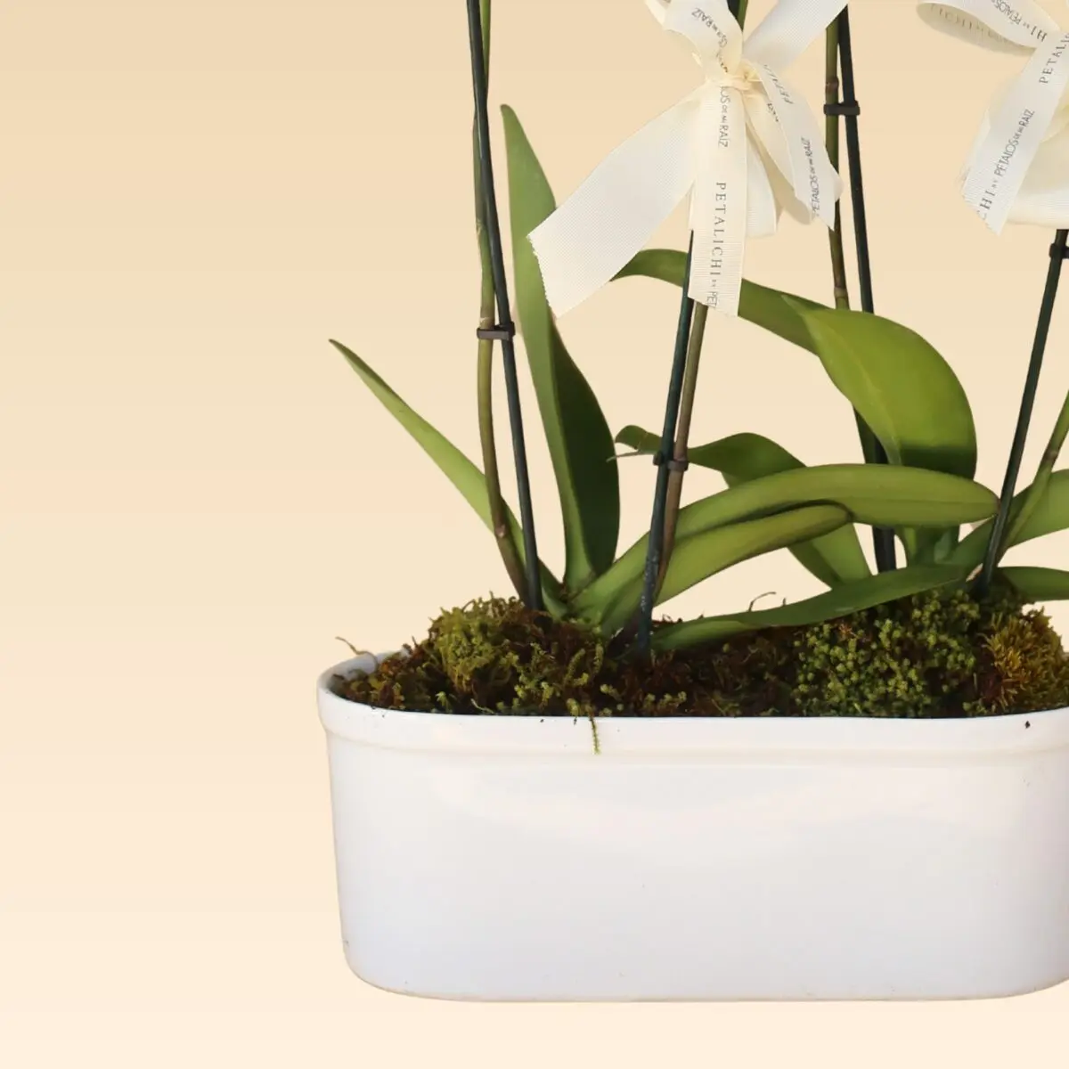 Base Trinitate con 4 varas de Orquídeas Blancas Anna - Image 3