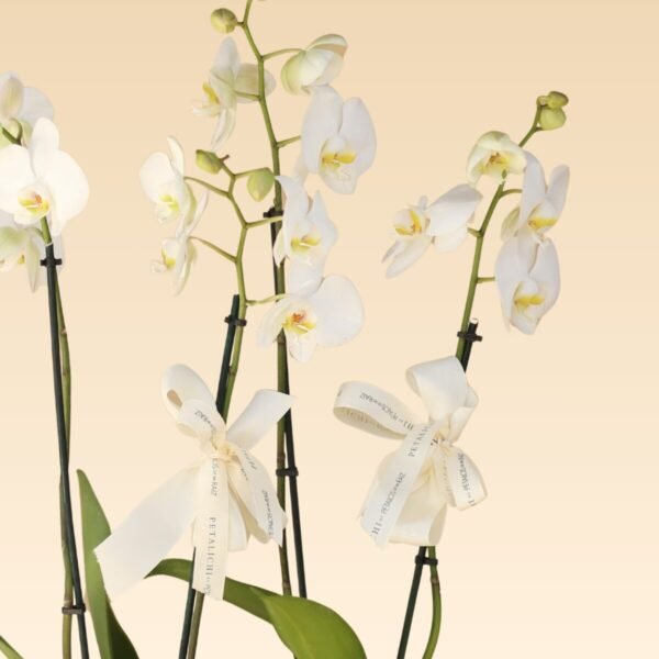 Base Trinitate con 4 varas de Orquídeas Blancas Anna - Image 2